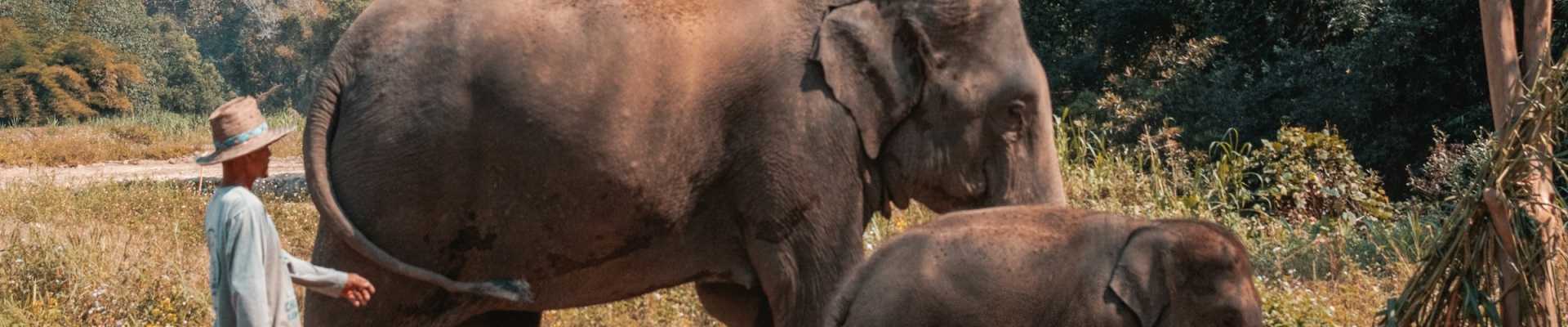 Chiang Mai