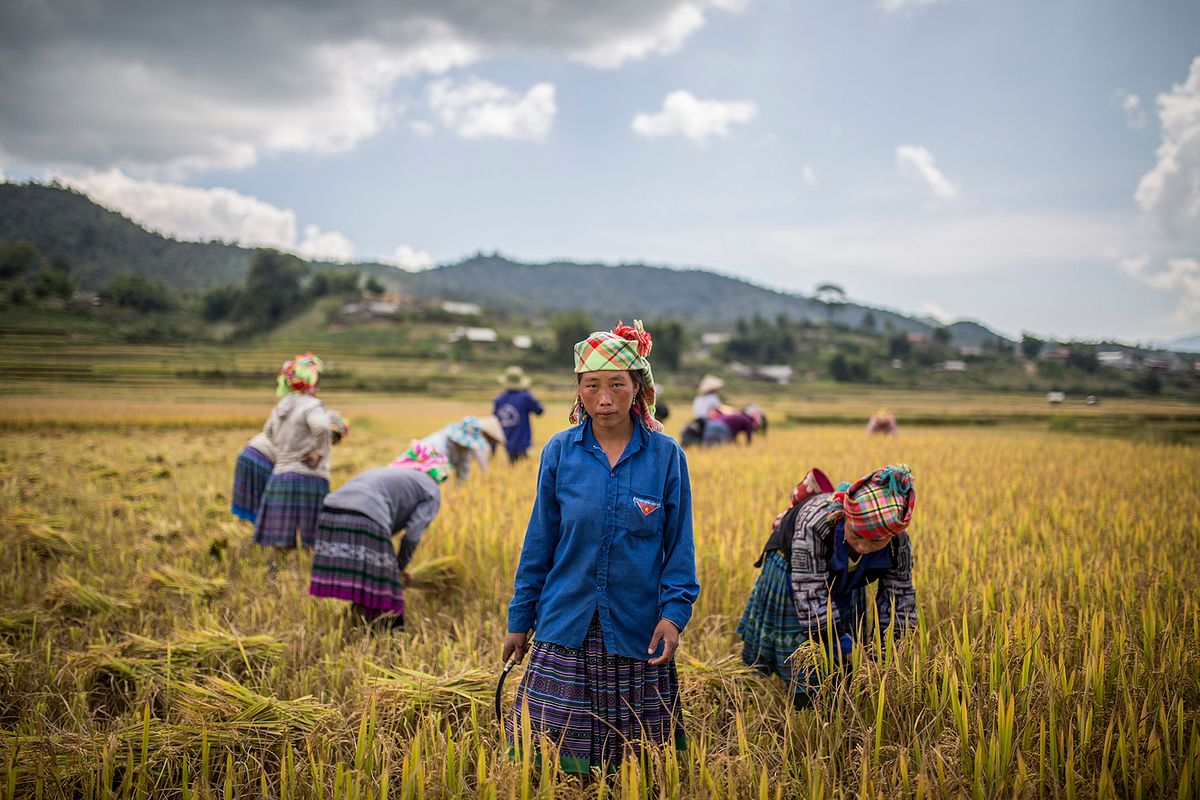 Golden rice terraces glow in Mu Cang Chai during Vietnam’s breathtaking harvest season