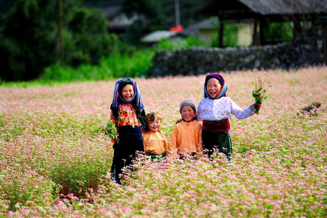 In the hills of Ha Giang, children run freely through pink buckwheat blossoms