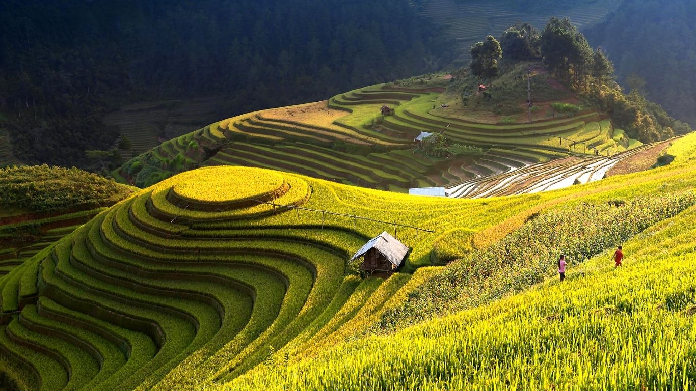 Golden rice terraces cascade through the mountains of Hoang Su Phi - a hidden gem in Ha Giang