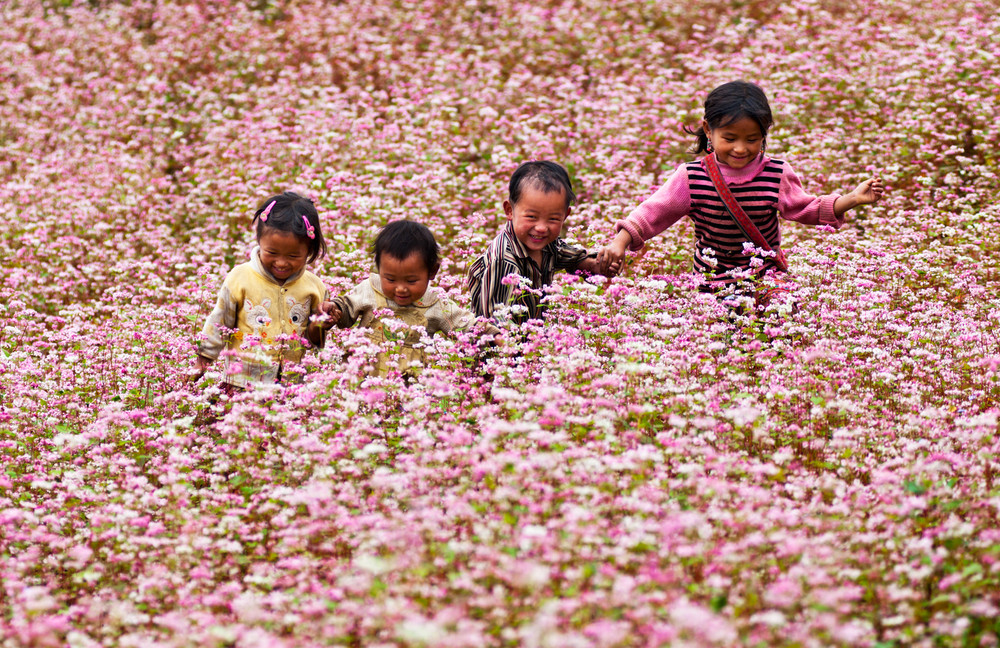 Ethnic children in Ha Giang’s pink buckwheat fields