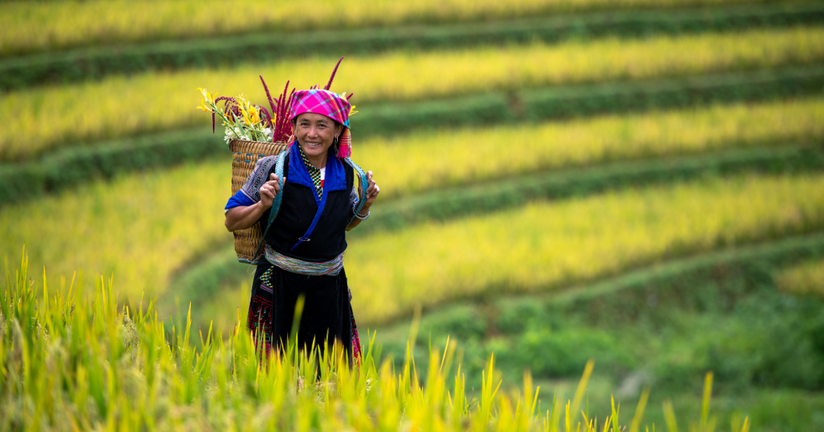 An ethnic woman carries golden rice stalks through Vietnam’s terraced fields